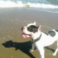 el rocko en la playa