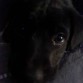 o encontre hace dos meses y qria saber si es labrador