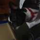 Pancho es un Boston Terrier atigrado, le encanta correr y jugar con otros perros. Es muy cariñoso y aprende trucos fácilmente.