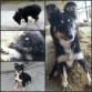 Prinera foto con 3 meses,segunda y tercera lor la izquierda y hacia abajo con 4 mas o menos y en la foto grande de la derecha con 6 meses