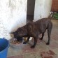 Rocky comiendo