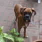 Koffi, curiosa y atenta
