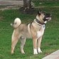 Es una akita americano
Y busca novia