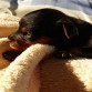 Os presento a Nico, La madre es yorkshire y el padre pincher mini. 
