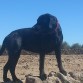 Lola posando