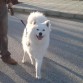 Dando un paseo