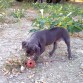 bestia jugando en el campo con 2 meses y medio