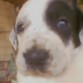 Q CARITA MAS MAJA