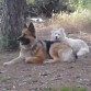 descansando