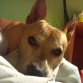 Danko, Pitbull Mexicano.

Ha fallecido hace poco de cáncer. Es el mejor compañero que yo y mis sobrinos (pekeños) hemos tenido.