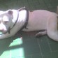 perla tomando el sol