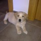 descansando