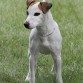 es una jack russell preciosa de 5 meses de Edad como seña particular tiene una mancha en forma de luna en su oreja Izquierda de alli se deriva su nombre