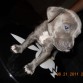 pitbull blue yeska 2s meses