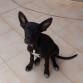 cachorrita abandonada en oropesa