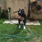 Kimbo- 7 meses- 19' d cabeza- 60.1 libras (27.26 kg)
Creen que crecera mas?? yo espero...