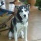 el es mi segundo perro, es jugueton y tranquilo tiene un tamaño mayor al de su raza y por lo tanto intimida pero es un perro cariñoso y fiel