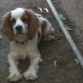 mingo