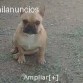estoy buscando novia para tener cachorritos , si te gusto ,llama a mi mami 