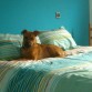 Como le gusta subirse a la cama..aprovecha que no le ves y zas (5 meses)