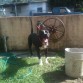 kimbo 7 months