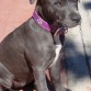 ISIS - BLUE STAFFY 10