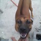 nala mostrando su ridgeback...!!