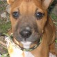 Aca era mas chiquita♥ La verdad, es una perra in-con-pa-ra-ble.. la amo muucho y siempre esta para hacerme companiaa o para leantarme el animoo le iba a cortar la cola y las orejas tipico de la raza, pero averigue y ya no se esta haciendo mucho.. no me acuerdo porque me lo habian dicho asiq la deje asii porq me gusta maass y aparte me encanta que memueva la cola♥Es divina♥