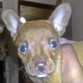 Es una cachorrita apenas, y tiene mas de un mes, pero la adoro porque es super jugetona y todo el dia que esta despierta nos hace reir, por tan ingeniosa que es.
En veces pensamos que es una chachorrita super dotada.

:D