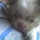 Es blanco con ojos celestes pequeño, su nariz es rosada y muy tierno. es bastante engreído y cariñoso,  