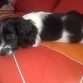 Ahi con 1 mes y medio. Cocker con breton. descansando donde mas el gusta, el sofa