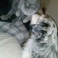 manxas y lola amor perruno 
