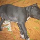 este es mi american bully con 2 meses 