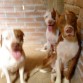 lokitos 4