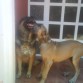 Oso y rufus, aquí  rufus tiene cuatro meses.