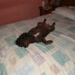 Lolita descansando ...de nuevo!!! notese el hoyo en la cobija, uhmm