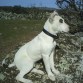 este es mi compañero "duque" un perrito joven, cabezon, y al que le encanta corretear por el campo.