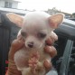 Magoo a los 5 meses de edad