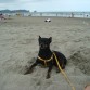 el don crack en la playa