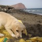 DAKOTA EN LA PLAYA SE DA SU PRIMER BAÑO