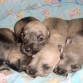 AQUI LAS 4 HEMBRAS