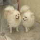 poms