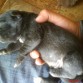 hijo de chiquita se lo quedo un amigo ahora el cachorro esta muy bonito se llama zeus