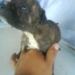 cachorrita segunda cria de mi perra zoe