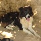 Quien es capaz de abandonar un perro tan precioso???
Ahi tenéis un border collie. Os acordáis de la peli  "Babe,el cerdito valiente?" jeje