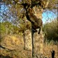 escalando arbol