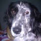 nuka,la setter trasto a la queremos mucho,