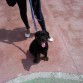 rottie con 2 mese