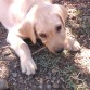 Bruno en la masia...le encanta