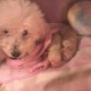 AQUI LOLA ES UNA HERMOSA MAMA DE 2 MACHITOS .WILI Y DUKE
